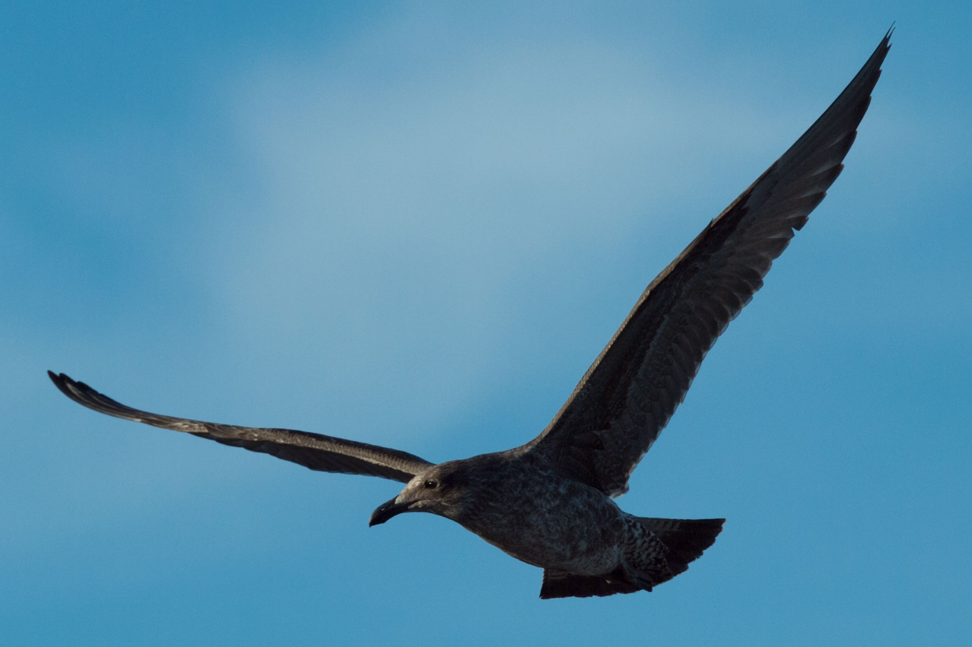 _RCW0306-Big-Bird.jpg