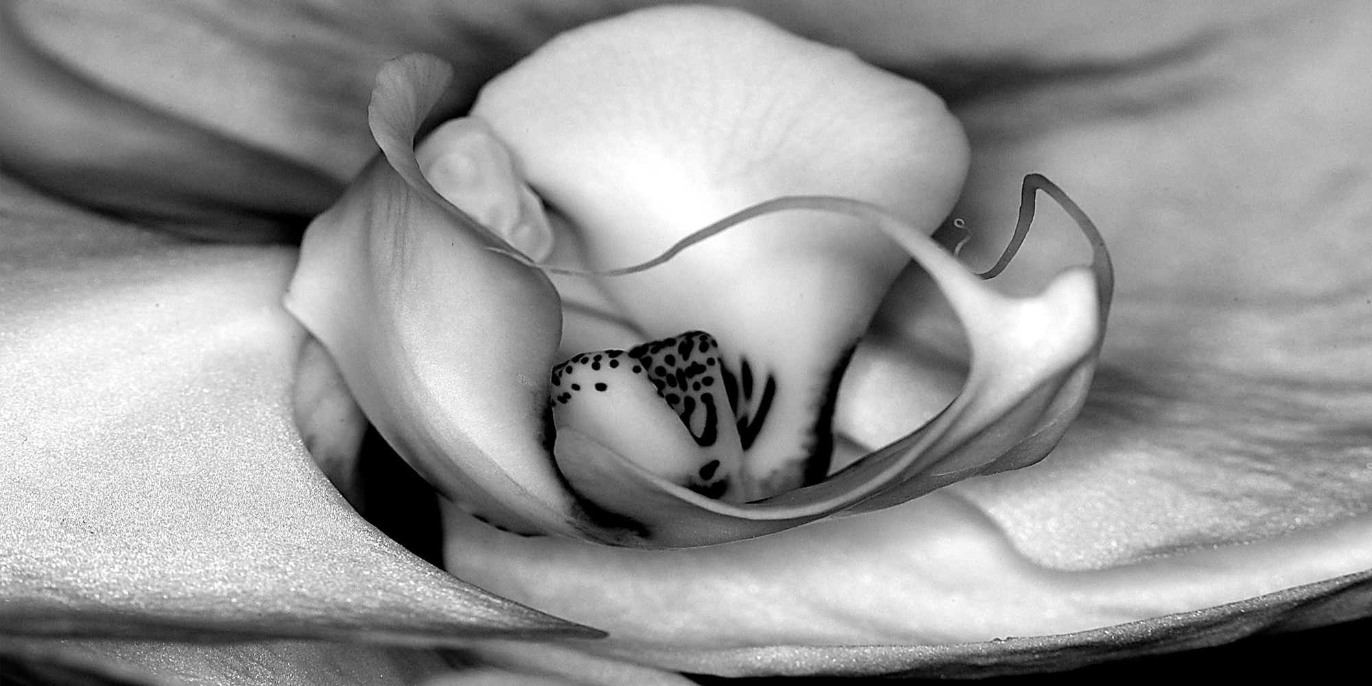 Phalaenopsis-Orchidron winter of fabulous teeth @ seaside dental laboratory & clinic Takapuna Auckland New Zealand.jpg