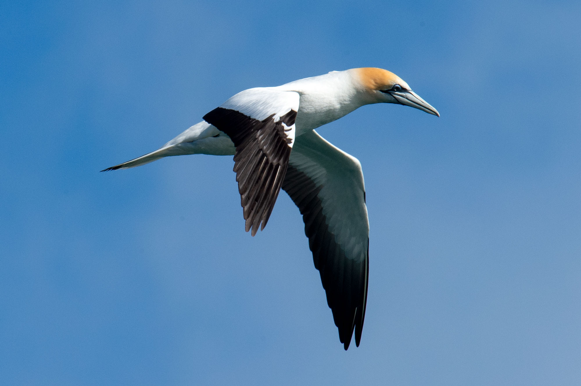 _RCW5790-An-Australian-Gannet-at-Takapunaron winter of fabulous teeth @ seaside dental laboratory & clinic Takapuna Auckland New Zealand.jpg
