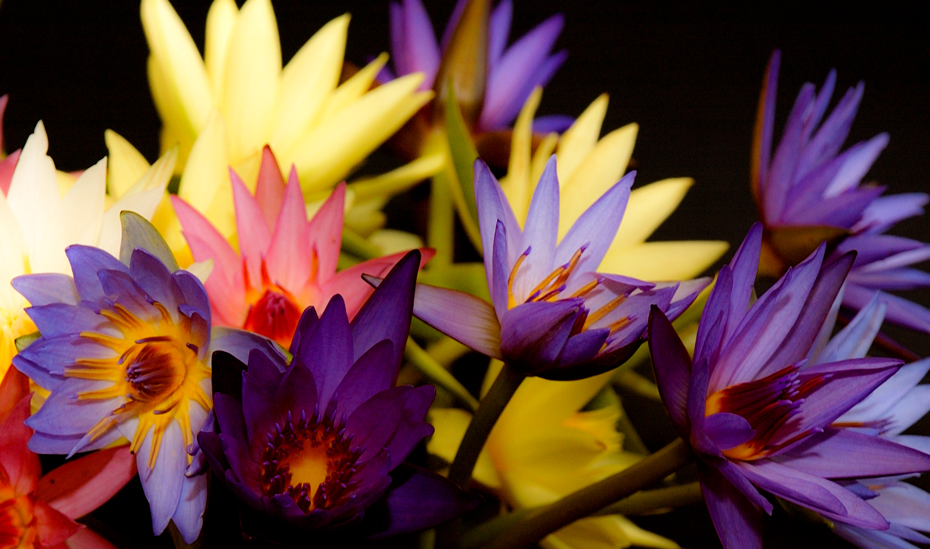 DSC_1452-Water-Lilliesron winter of fabulous teeth @ seaside dental laboratory & clinic Takapuna Auckland New Zealand.jpg