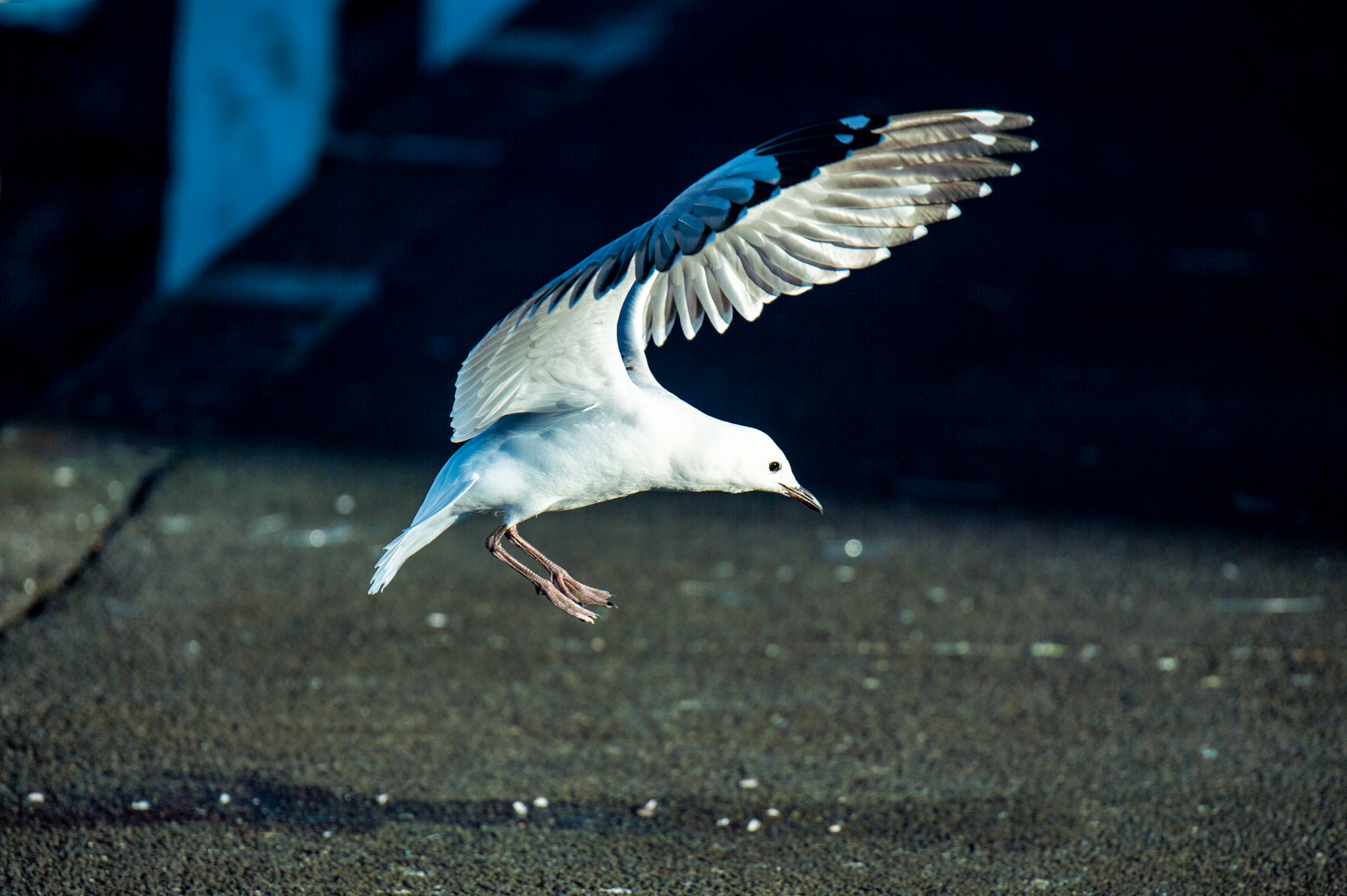 _RCW7986-City-Sea-Bird.jpg