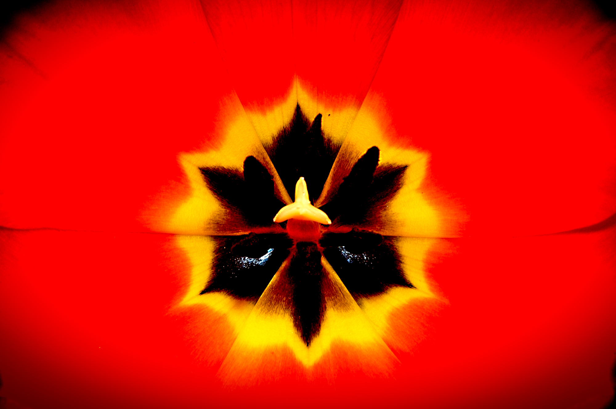 Big-Red-Tulipron winter of fabulous teeth @ seaside dental laboratory & clinic Takapuna Auckland New Zealand.jpg